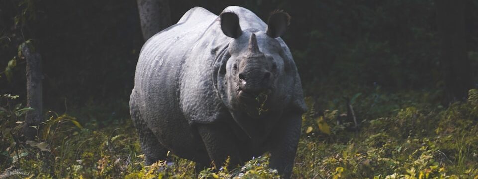 Assam–Wildlife & Rhinos