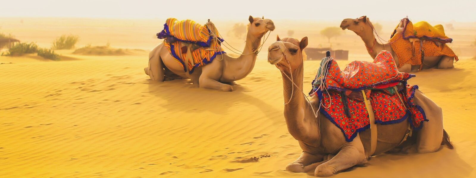 Rajasthan-desert beauty