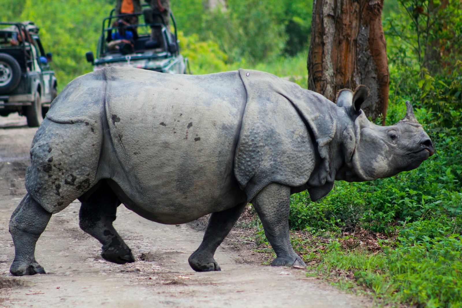 https://www.holidaypartner.in/wp-content/uploads/sites/1/2025/11/kaziranga-safari.jpg