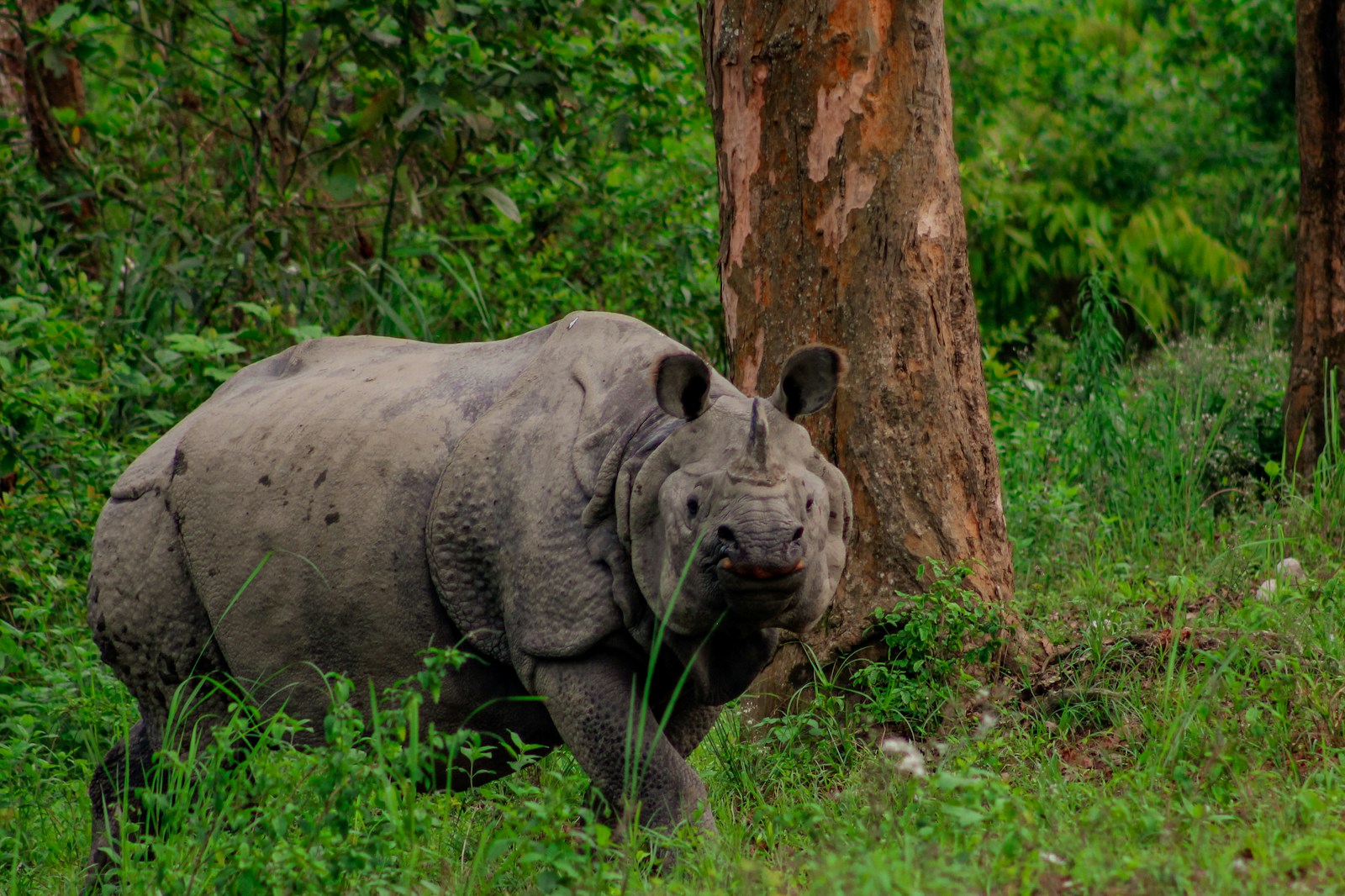 https://www.holidaypartner.in/wp-content/uploads/sites/1/2025/11/rhinos-kaziranga.jpg