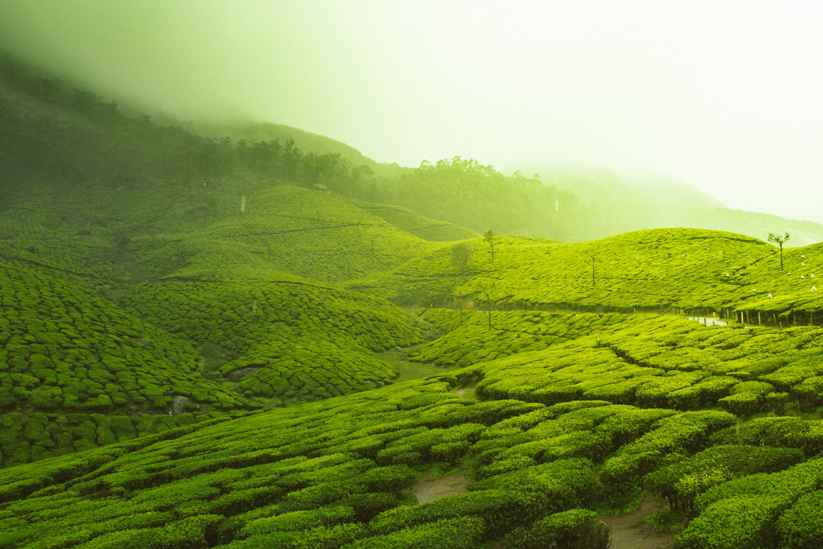 https://www.holidaypartner.in/wp-content/uploads/sites/1/2025/11/tea-plantations-ooty.jpg